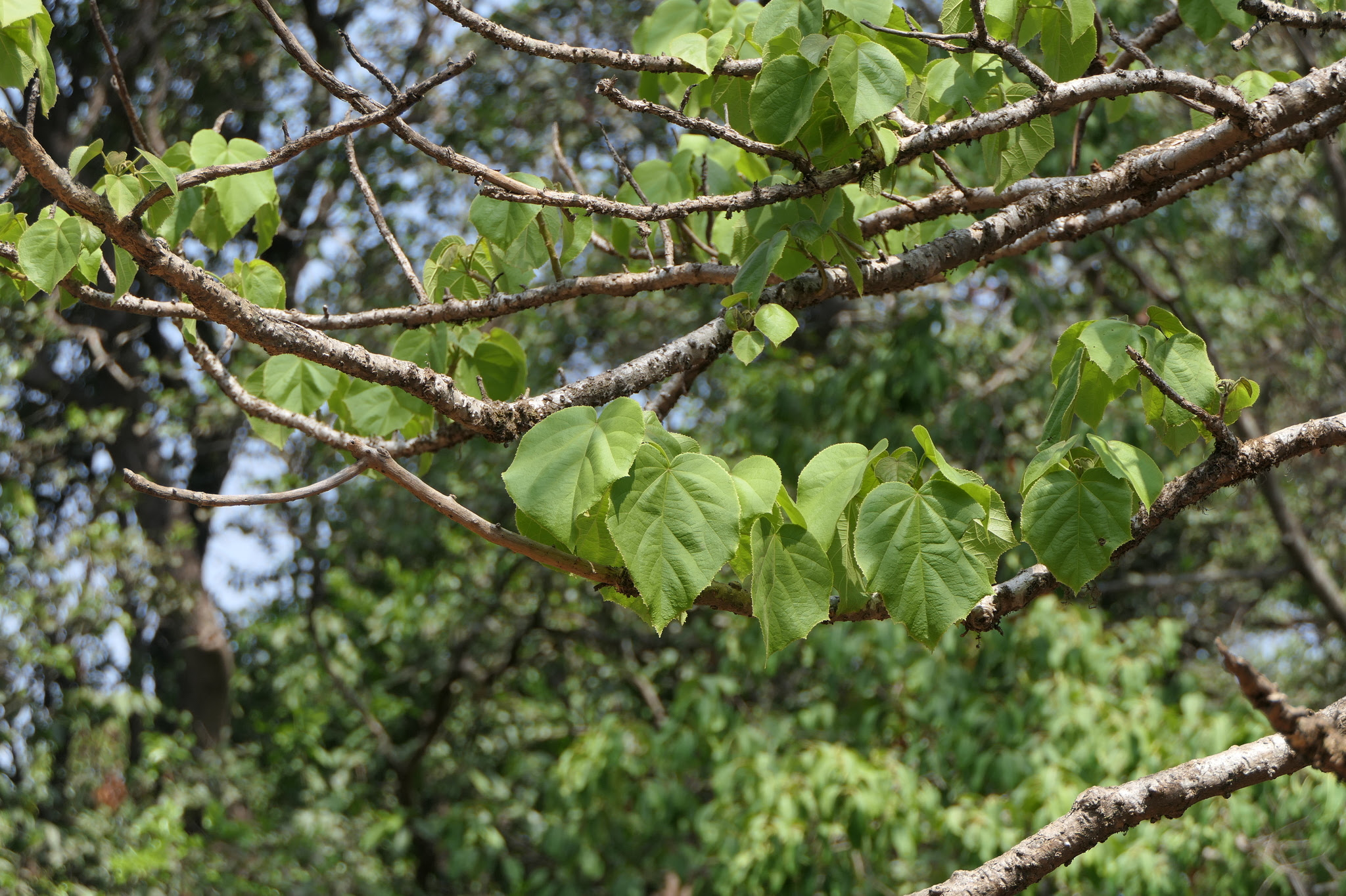 Tetrameles nudiflora